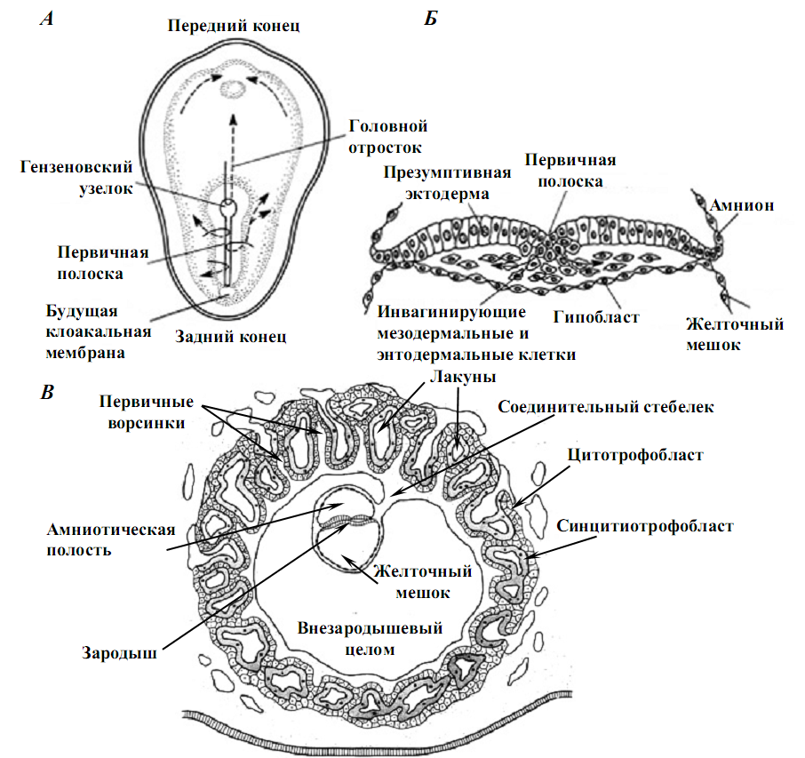 Индивидуальное строение. Схема зародыша человека в конце ранней гаструляции 13-е сутки развития. Гаструляция птиц схема. Схема строения эмбриона млекопитающего. Первичная полоска и гензеновский узелок.