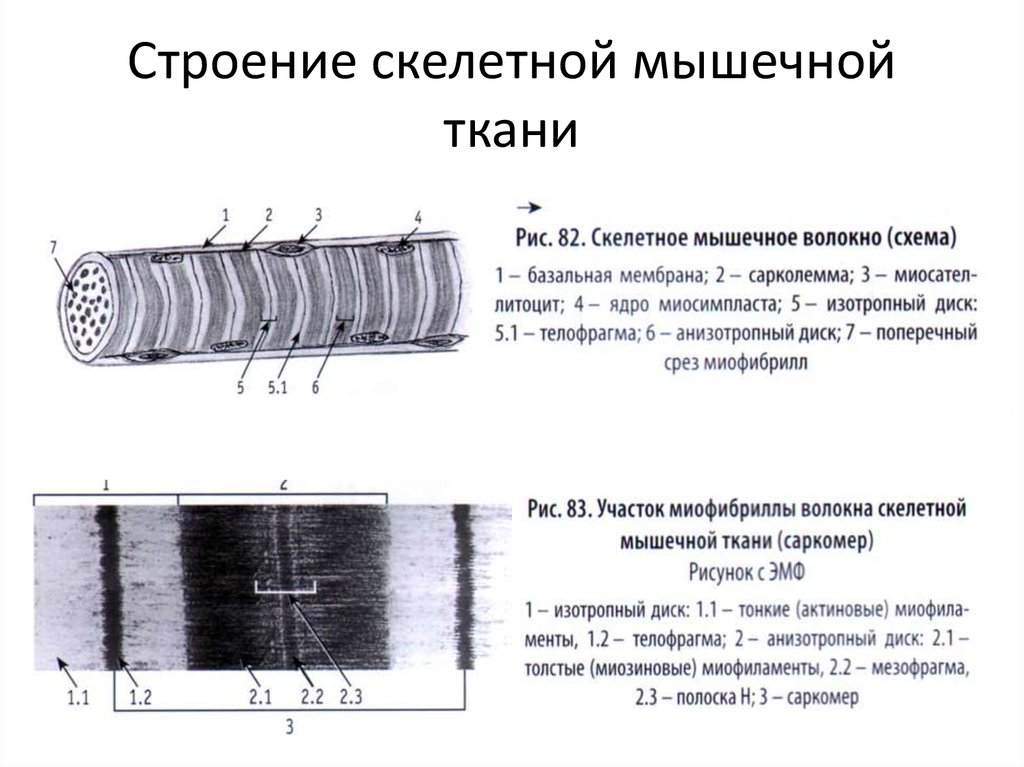 Строение скелетной. Структура скелетной мышечной ткани. Схема строения поперечно полосатой скелетной мышечной ткани. Скелетная мышечная ткань строение. Поперечно полосатая Скелетная ткань строение.