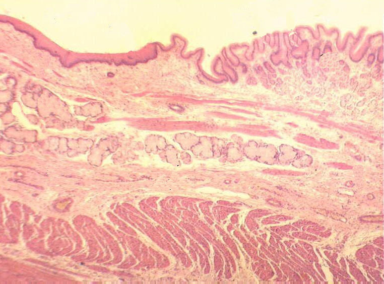 Пищевод гистология. Кардиальные железы пищевода гистология. Пищевод продольный срез гистология. Пищевод гематоксилин эозин. Стенка пищевода гистология препарат.