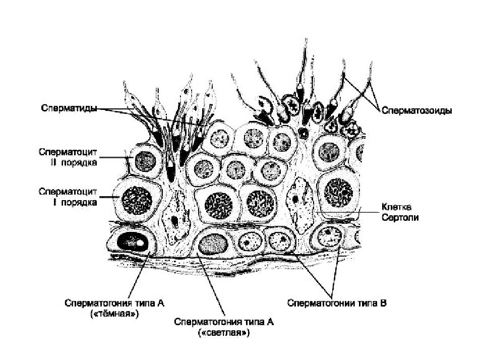 Клетку называют сперматоцитов ii порядка. Схема строения стенки извитого семенного канальца. Схема строения сперматогенного эпителия. Строение герминативного эпителия. Клетки Сертоли гистология.
