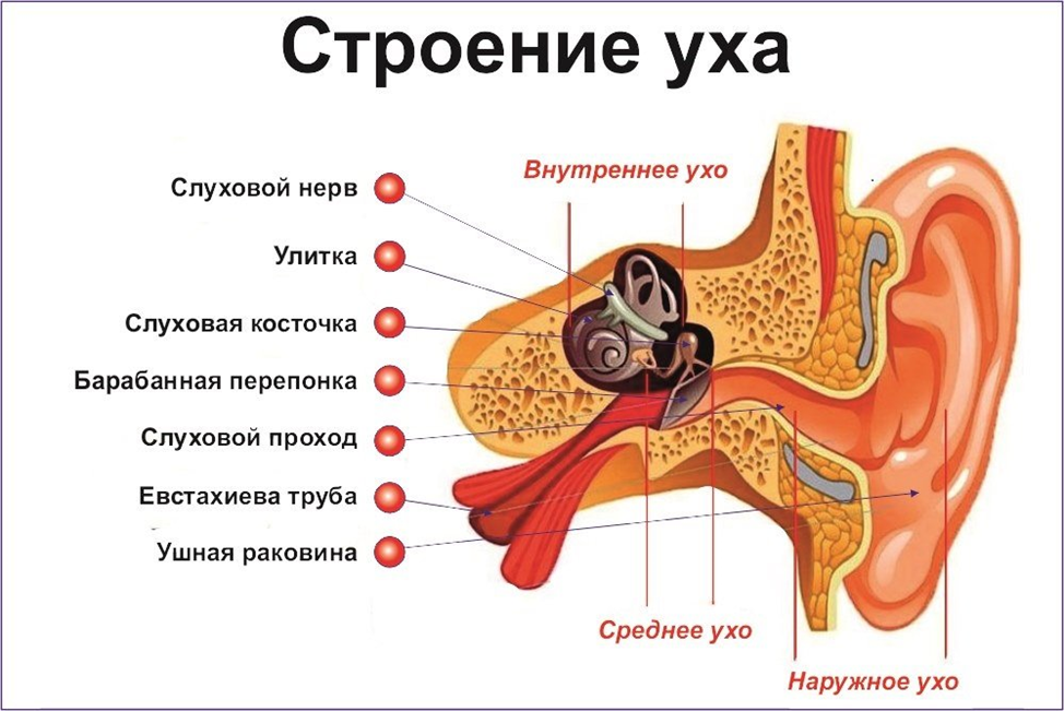 Составные части внутреннего уха. Строение наружного и среднего уха анатомия. Строение уха наружное среднее внутреннее. Среднее ухо строение и функции анатомия. Строение уха человека схема наружное и среднее.