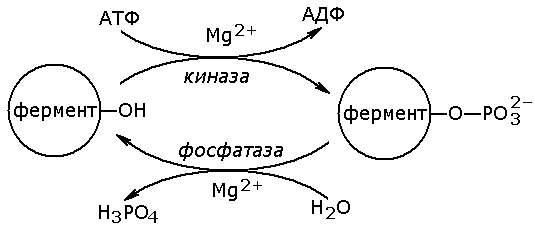 Регуляция активности ферментов ковалентная модификация. Схема ковалентной модификации ферментов путем фосфорилирования. Схема регуляции путем ковалентной модификации. Ковалентная модификация путем фосфорилирования. Фосфорилирование белков схема реакции.