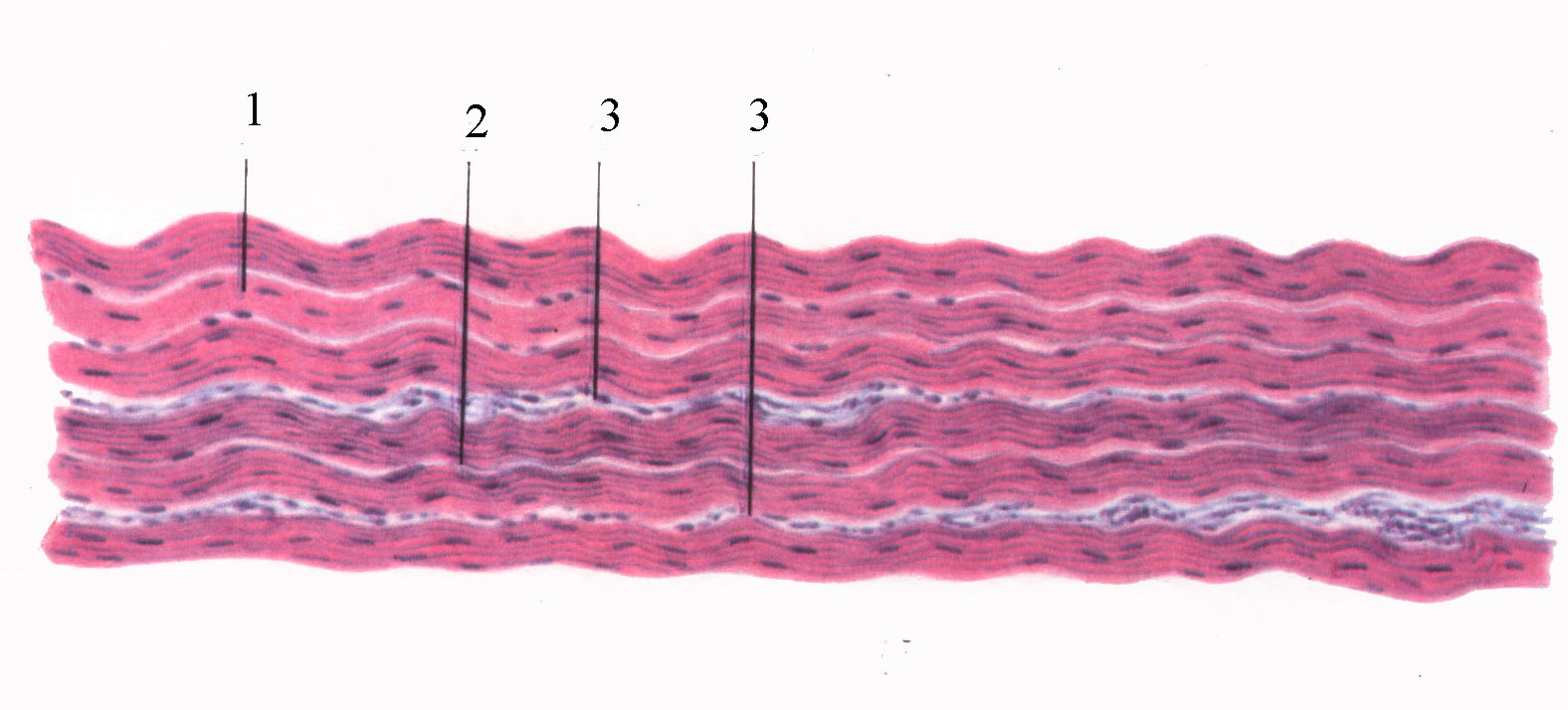 Плотная оформленная ткань сухожилия. Плотная волокнистая соединительная ткань гистология. Плотная волокнистая оформленная соединительная ткань гистология. Плотная оформленная волокнистая соединительная ткань сухожилие. Оформленная волокнистая соединительная ткань гистология.