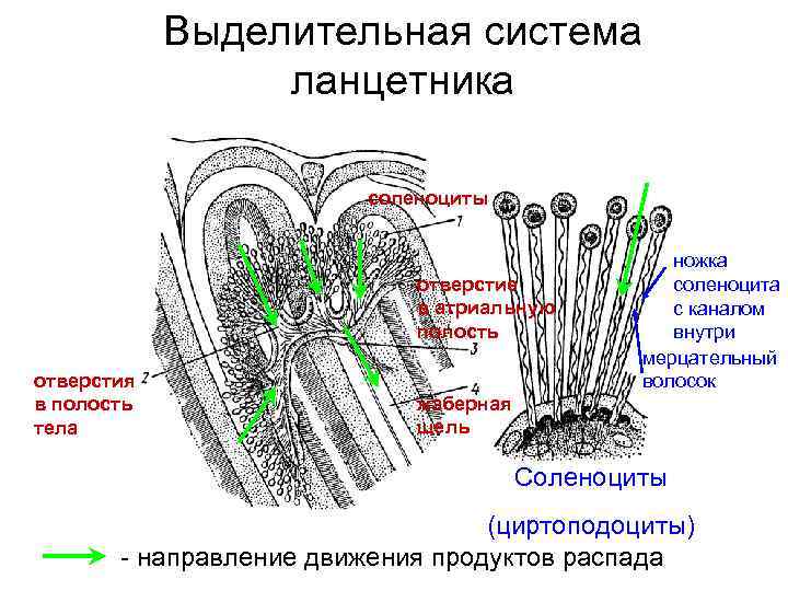Нефридии ланцетника рисунок