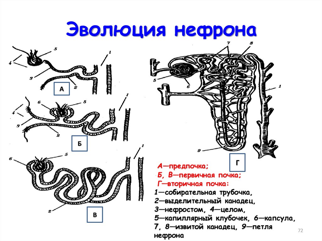 Эволюция выделительной системы у животных схема