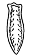 Строение планарии рисунок