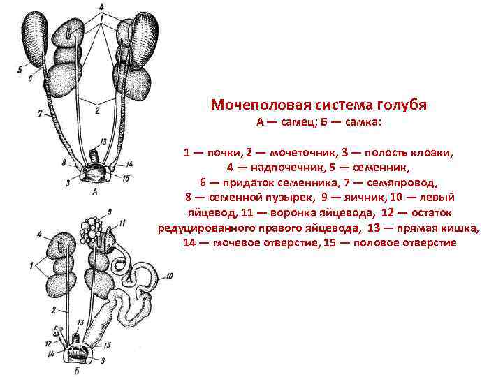 Мочеполовая система презентация