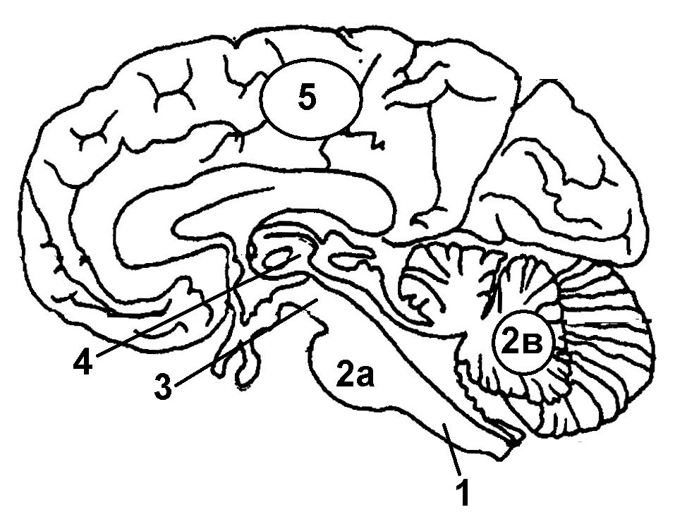 Большие полушария мозга задания. Мозг 4,5. Мозги 5.1. Рисунок препарата мозжечка собаки. Зона ф5 мозг.
