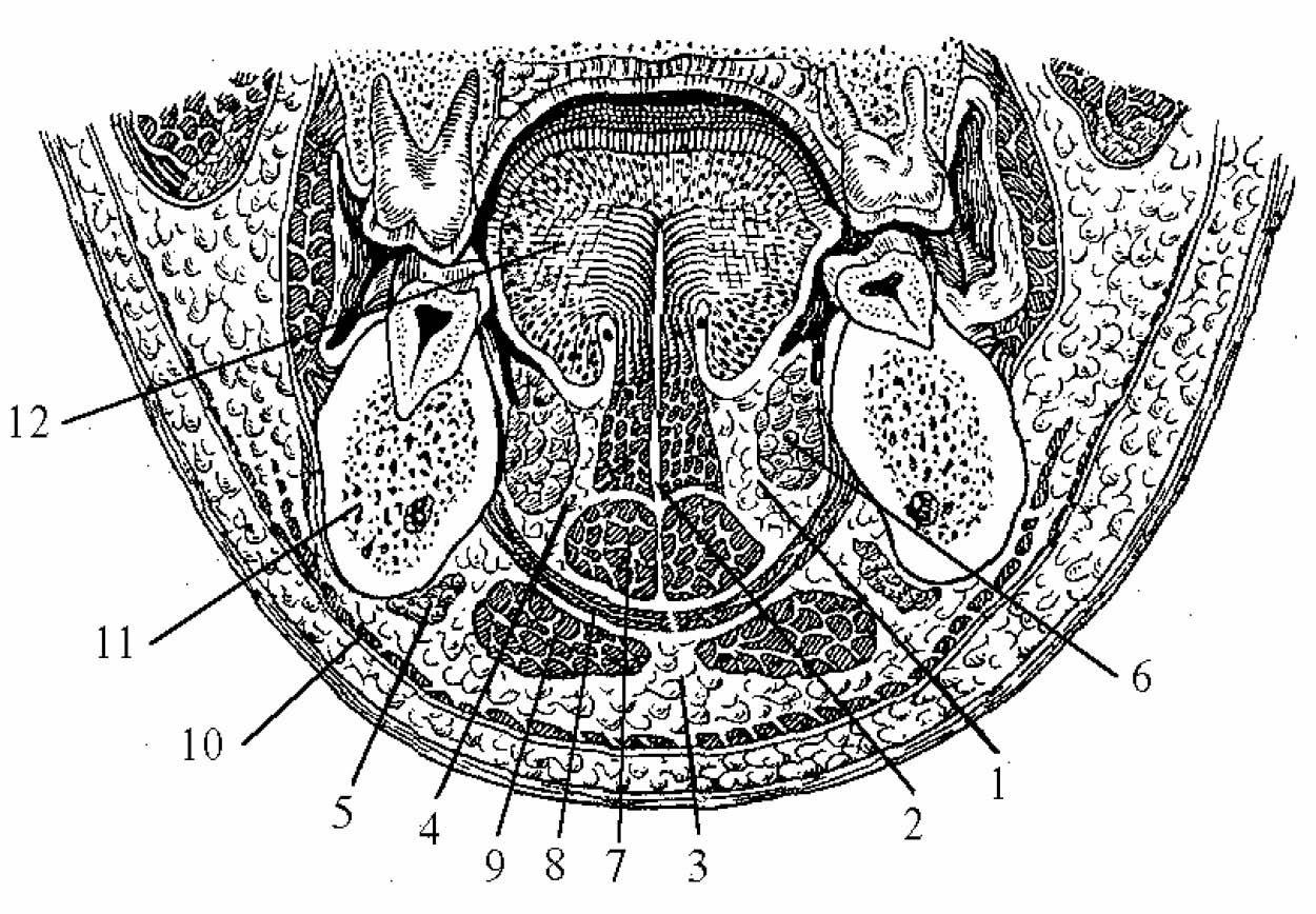 Пространства полости рта. Клетчаточные пространства дна полости рта. Клетчаточное пространство дна полости рта анатомия. Дно полости рта мышцы клетчаточные пространства. Боковые клетчаточные пространства дна полости рта.