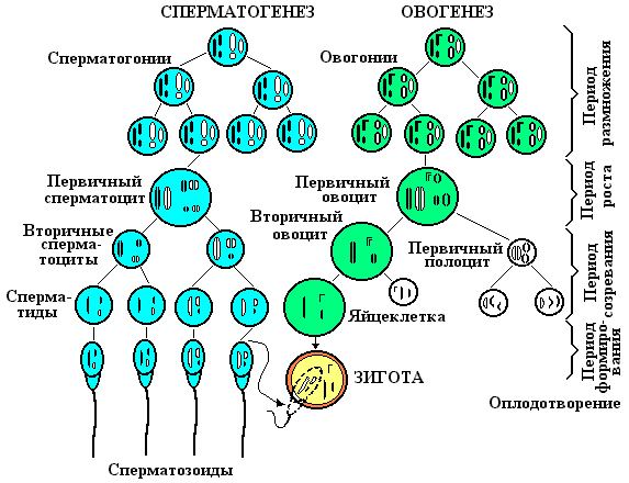 Овогенез схема и набор хромосом