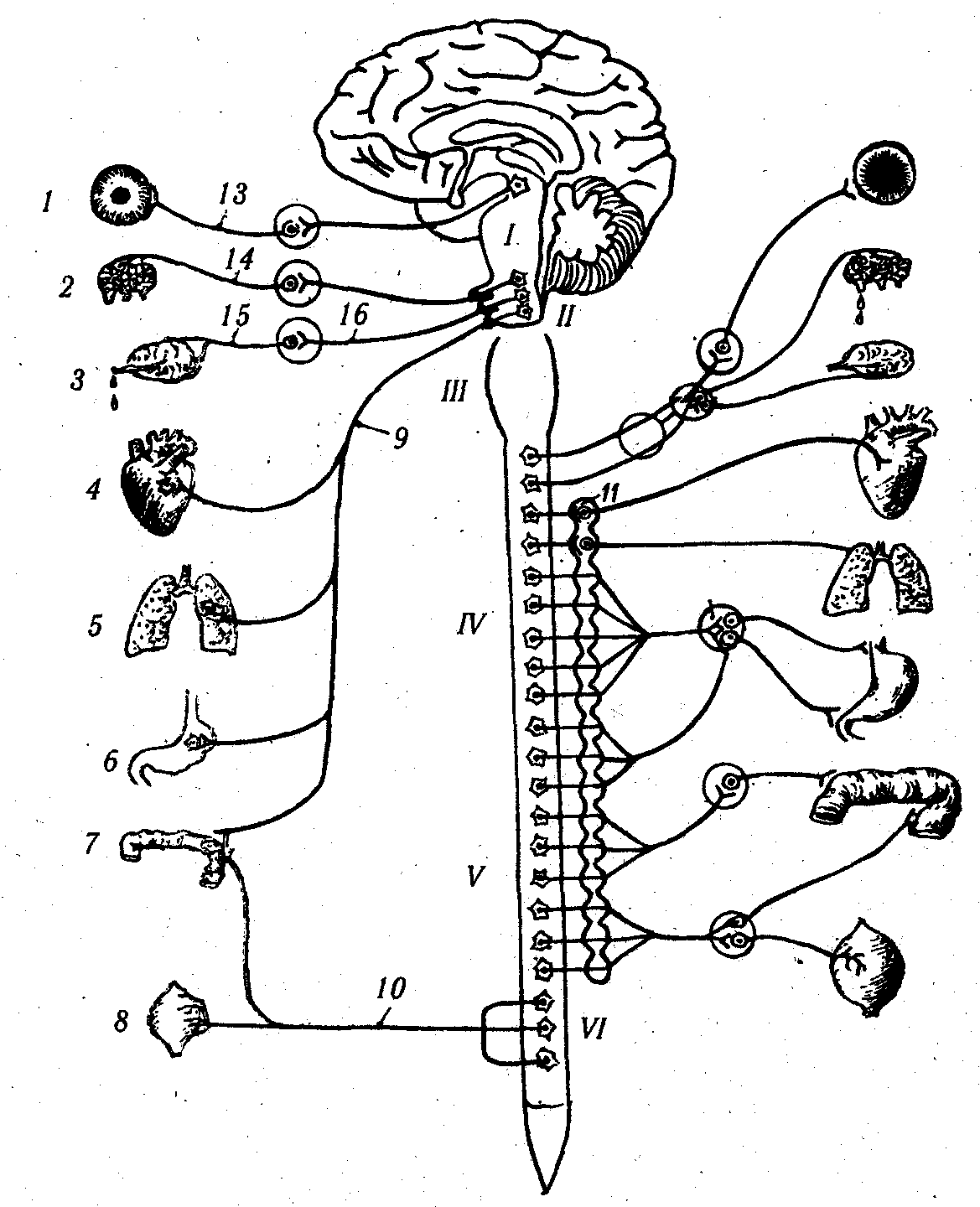 Вегетативный мозг. Вегетативная нервная система анатомия схема. Схема вегетативной автономной нервной системы. Строение симпатического отдела вегетативной нервной системы схема. Вегетативная нервная система ВНС.