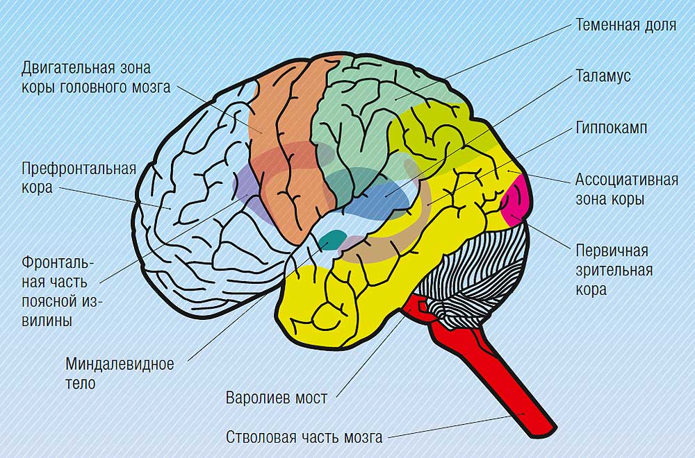 Полушария переднего мозга с зачатками коры. Теменные зоны коры головного мозга. Зрительные доли коры головного мозга.