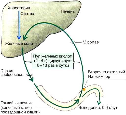 Функция печени синтез желчи