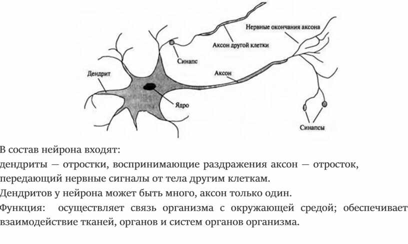 Укажите название и функции структурных частей нейрона на рисунке 1