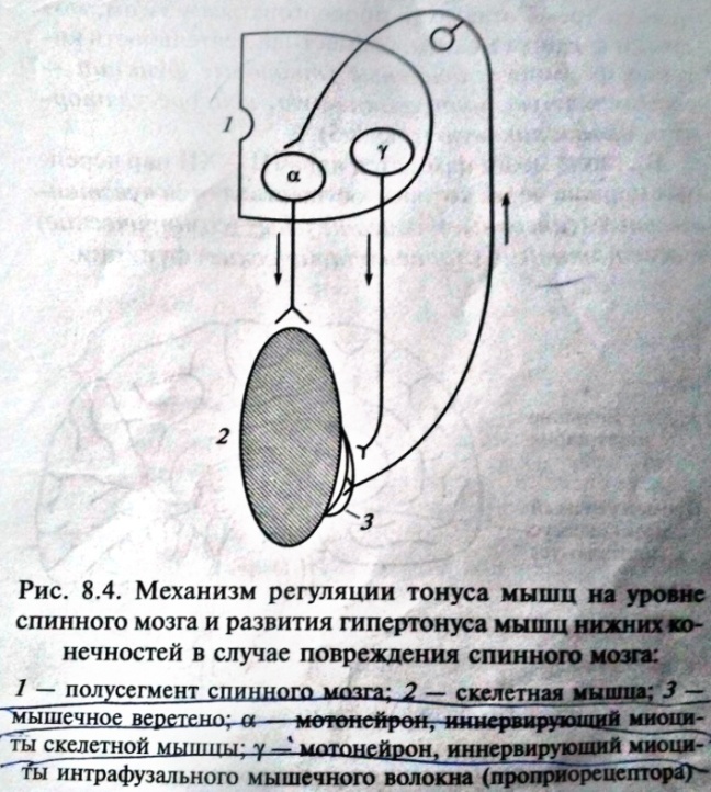 Схема спинальных механизмов регуляции мышечного тонуса с каналами обратной связи