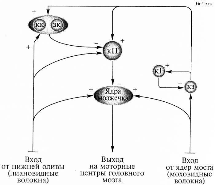Схема межнейрональных связей в коре мозжечка функциональные взаимосвязи