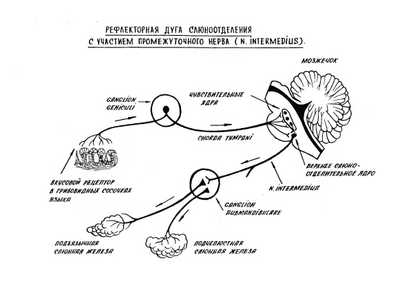 Схема безусловного слюноотделительного рефлекса