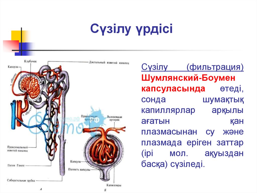 Абсорбция и реабсорбция образование мочи презентация 10 класс