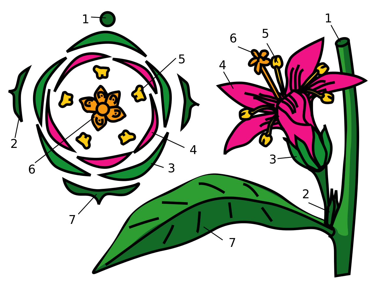 Диаграмма цветка хвойных растений. Диаграммы цветков покрытосеменных. Диаграмма цветка валериановые. Диаграмма цветка лилейных схема. Диаграмма Лилейные формула цветков.