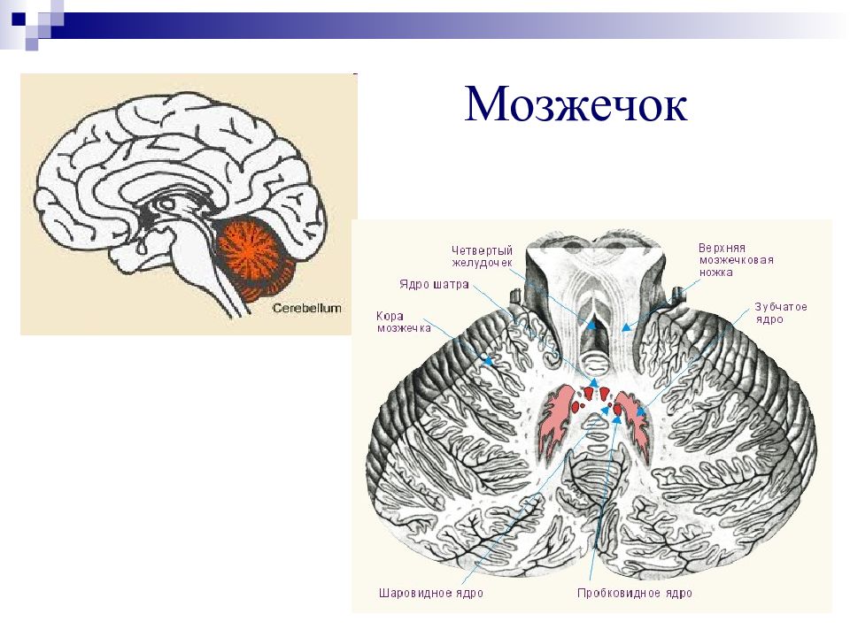 В задний мозг входит мозжечок. Мозжечок строение Синельников. Мозжечок препарат анатомия. Мозжечок строение. Поверхности мозжечка анатомия.