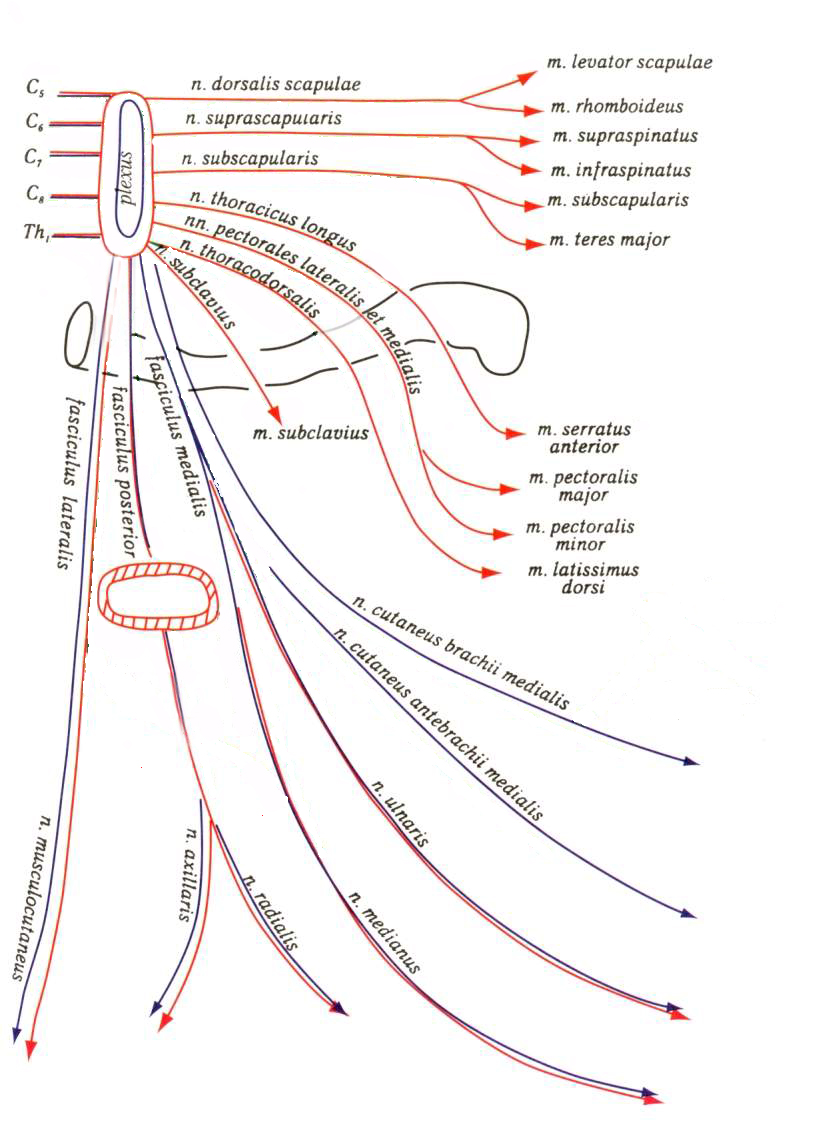Иннервация плеча схема