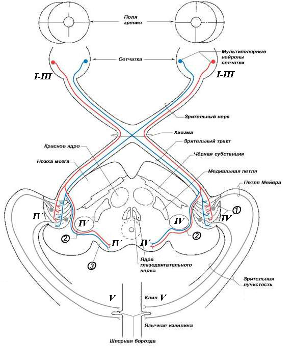 Зрительный тракт схема