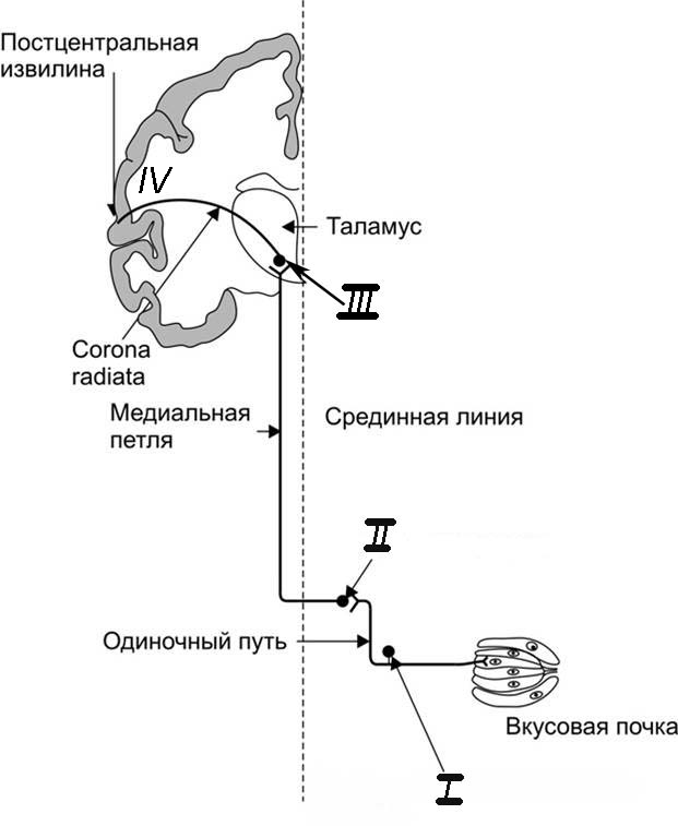 4 нарисовать блок схемы обонятельного и вкусового анализаторов