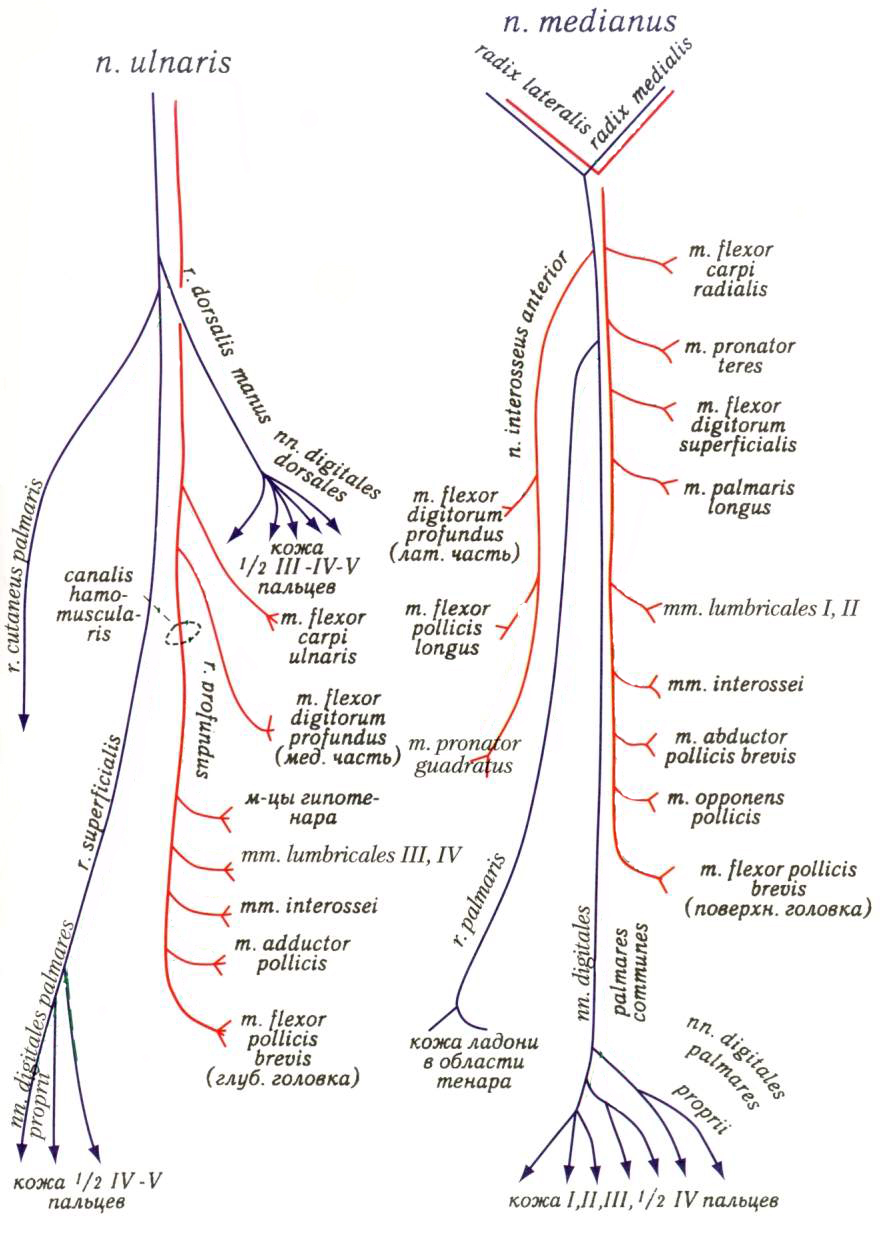 Срединный нерв анатомия схема