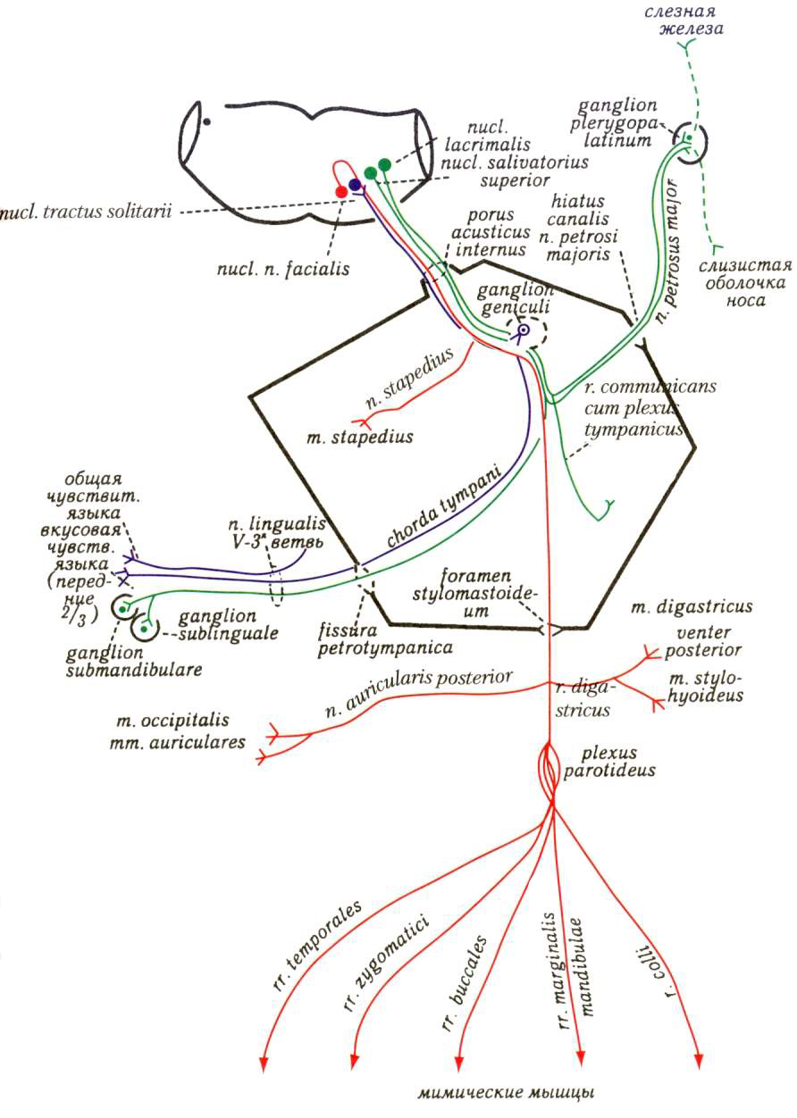 Лицевой нерв схема. Ветви лицевого нерва схема. Лицевой нерв и его ветви схема. Схема иннервации лицевого нерва.