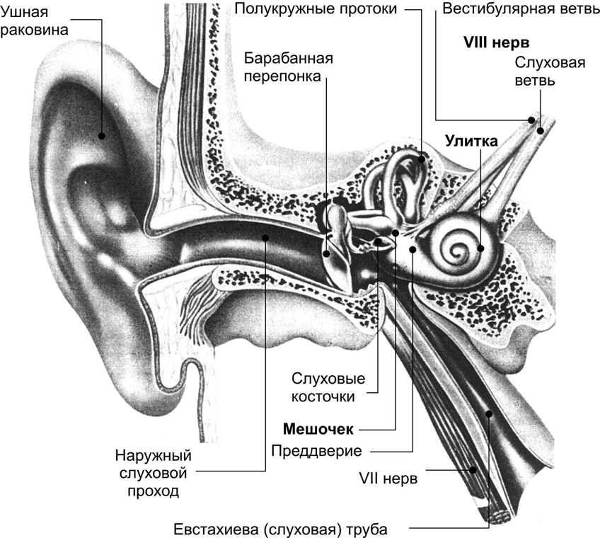 Строение органа слуха рисунок