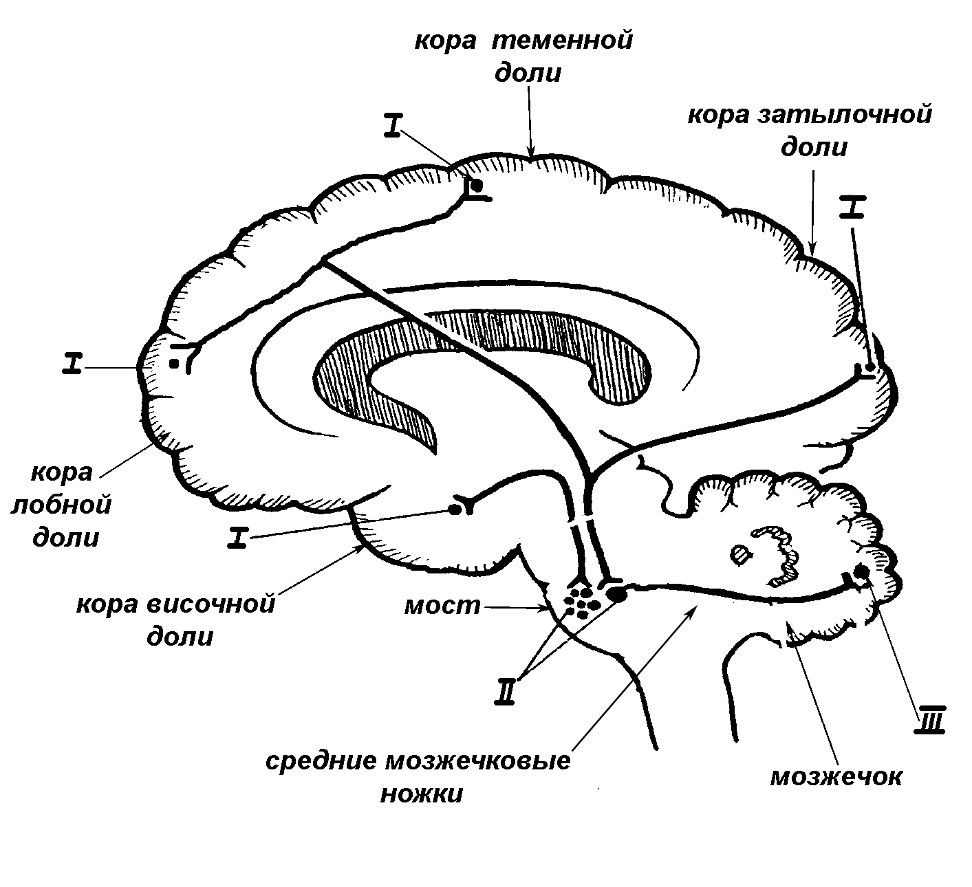 Корково мосто мозжечковый путь схема