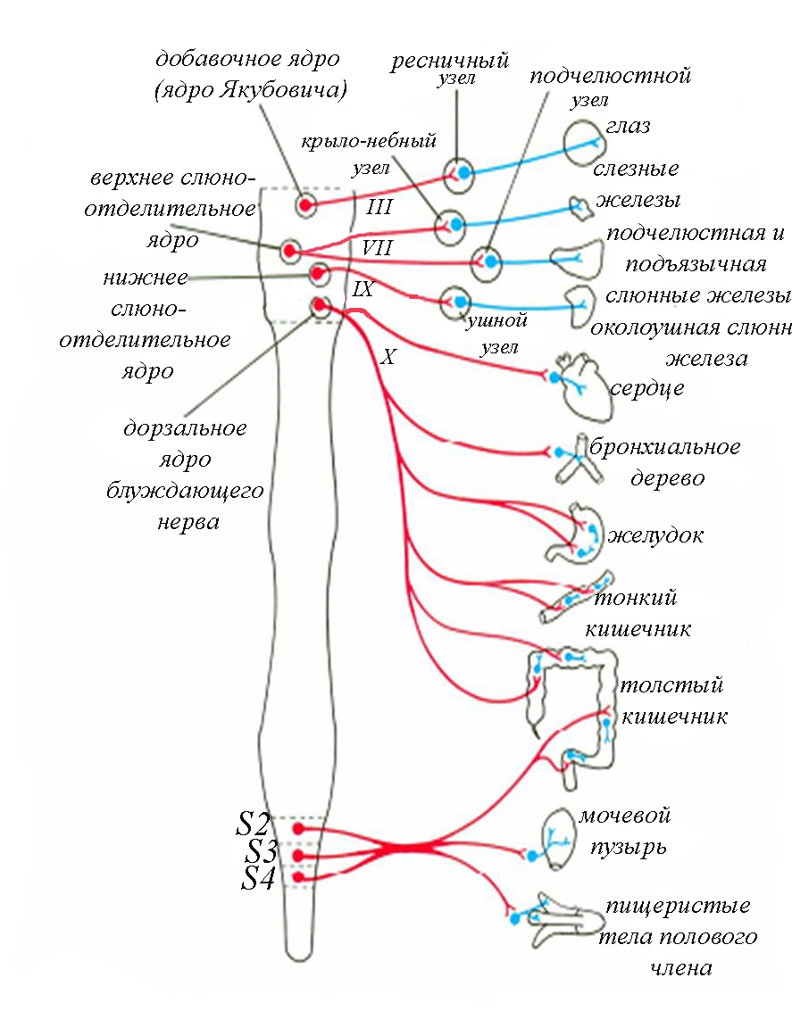 Внс рисунок с подписями