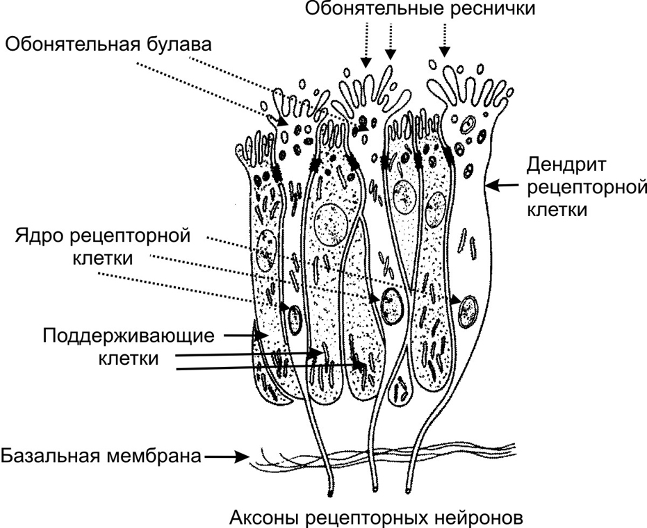 Схема строения обонятельного эпителия