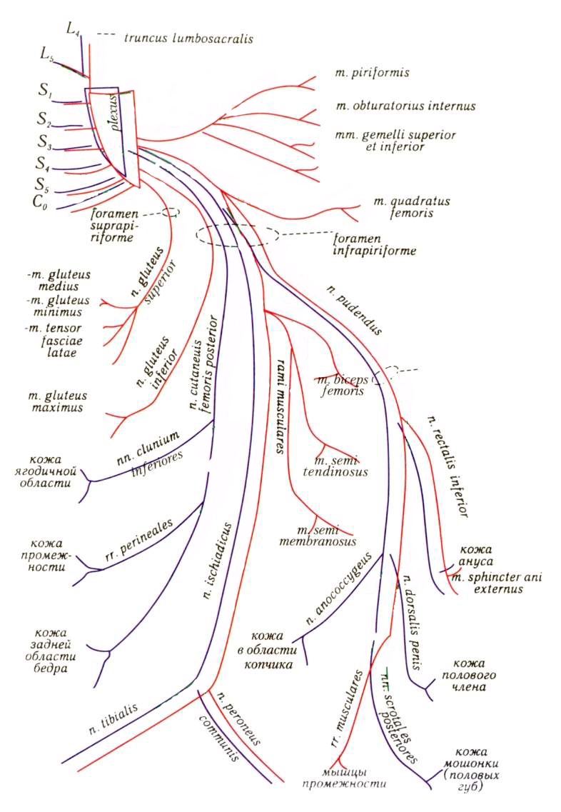 Иннервация нижней конечности схема