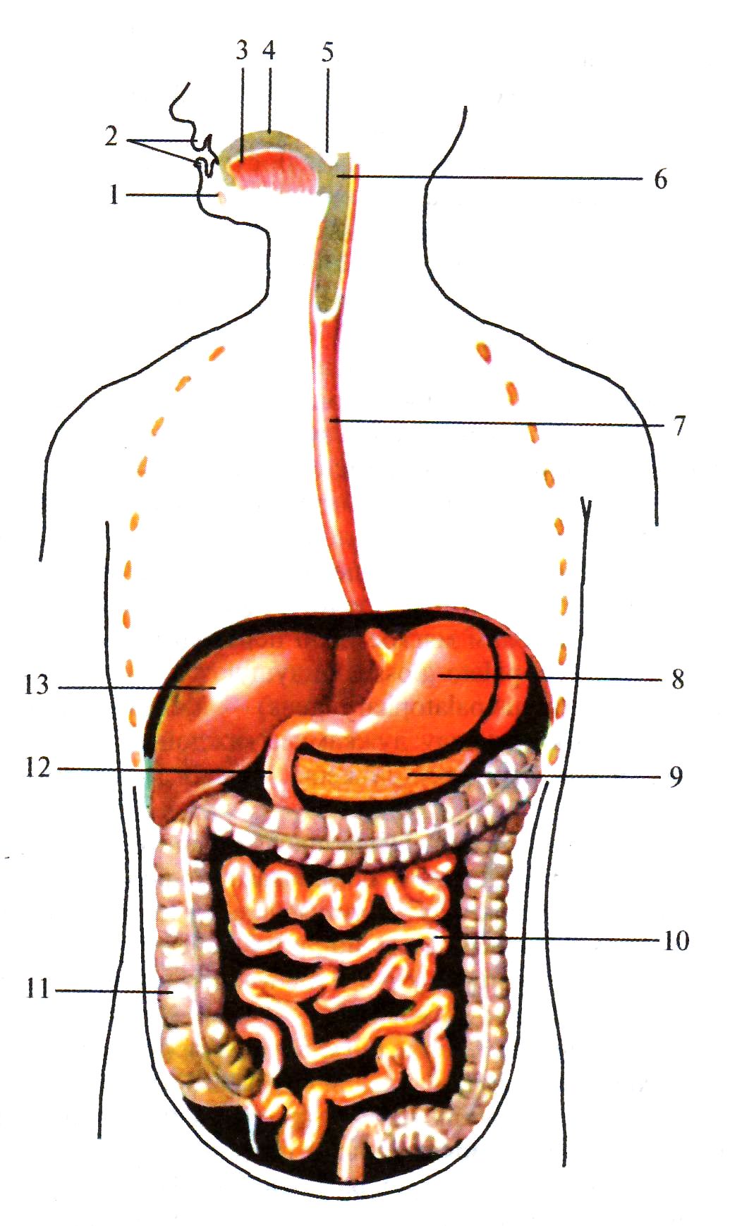 Строение жкт у человека схема расположения