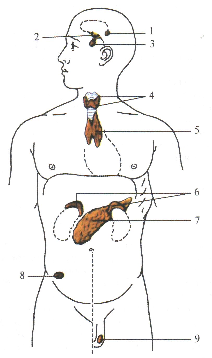 Расположение желез внутренней и смешанной секреции рисунок