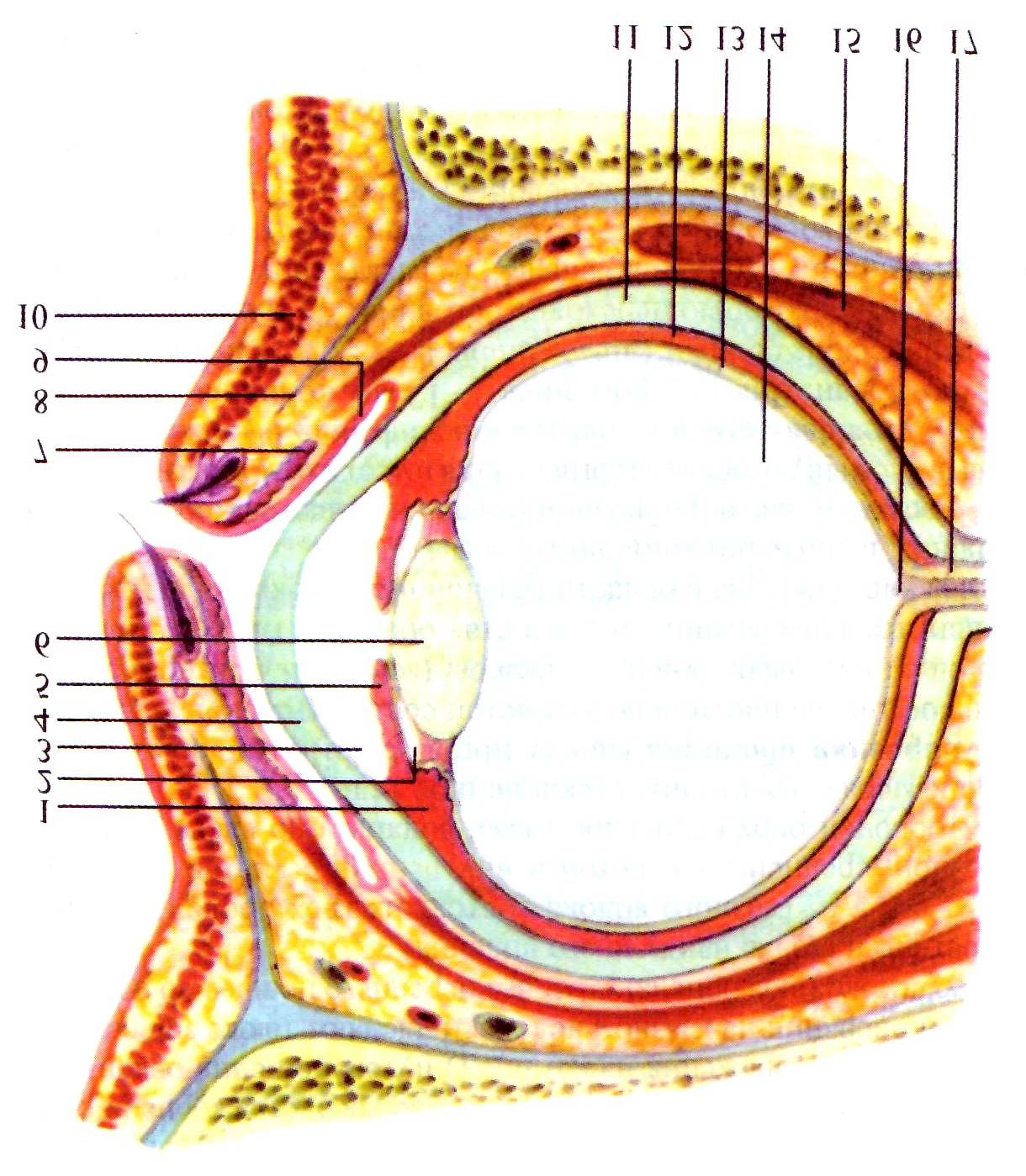 Вспомогательные строение глаза. Анатомические структуры органа зрения анатомия. Вспомогательный аппарат глазного яблока. Строение глаза. Строение органа зрения.