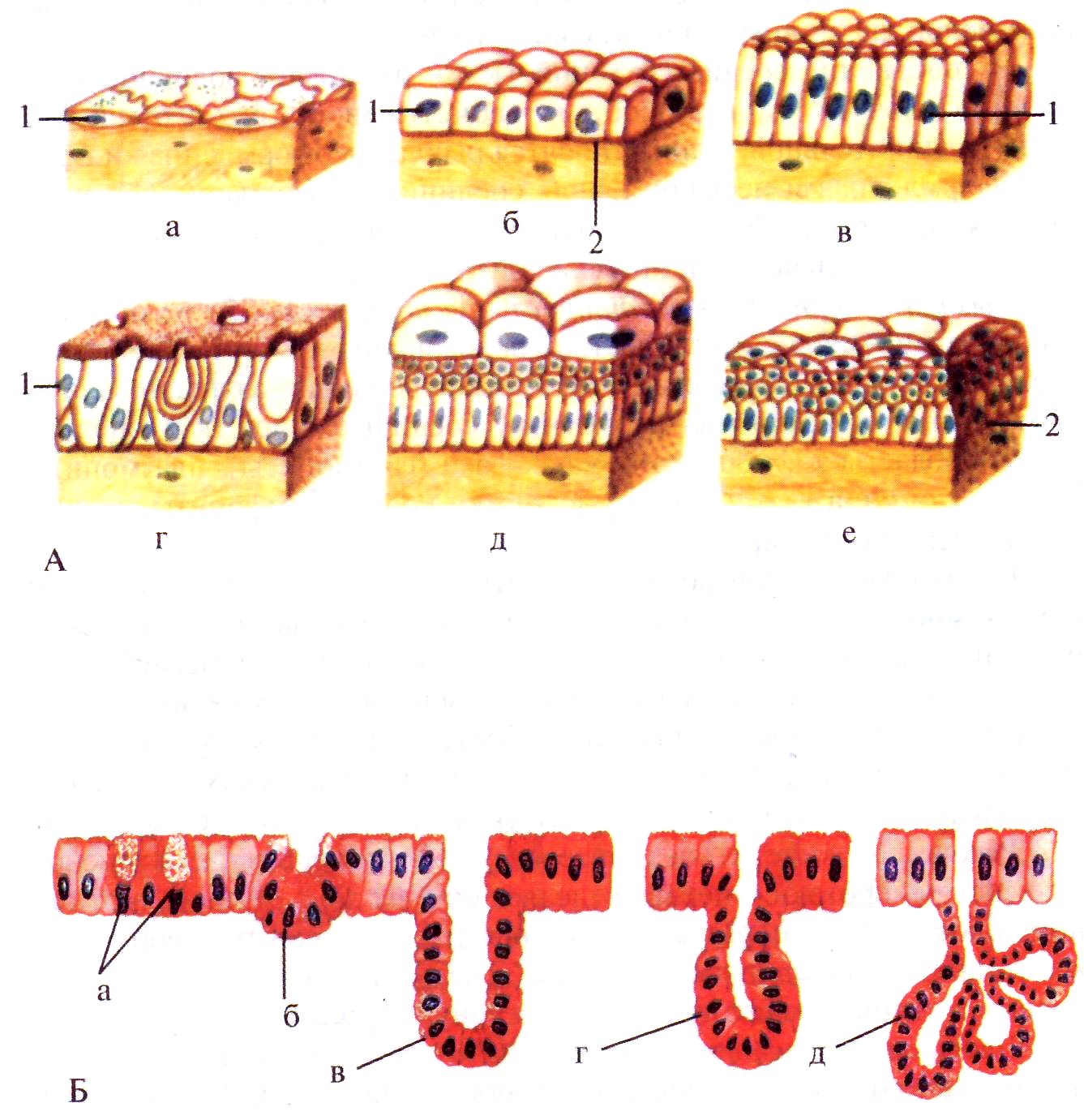 Клетки эпителиальной ткани виды. Строение клетки эпителиальной ткани. Кубический эпителий Тип ткани. Однослойный кубический эпителий Тип ткани. Железистый эпителий рисунок ЕГЭ.