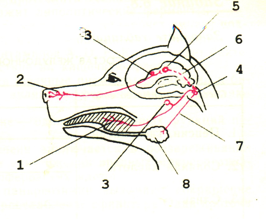 Слюноотделение дуга. Слюноотделительный рефлекс рефлекс рефлекторная дуга. Дуга слюноотделительного рефлекса у собаки. Схема рефлекторной дуги слюноотделительного рефлекса. Дуга слюноотделительного рефлекса рисунок с обозначениями.