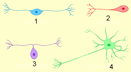 Псевдоуниполярный Нейрон. Типы нейронов насекомых. Pomc Нейроны. Рассмотрите рисунок виды нейронов сделайте обозначения. Рассмотрите рисунок сделайте обозначения