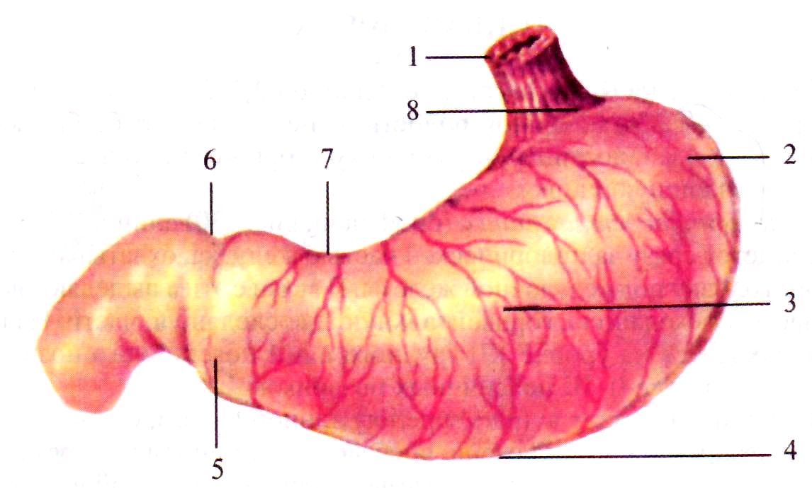 Анатомия желудка