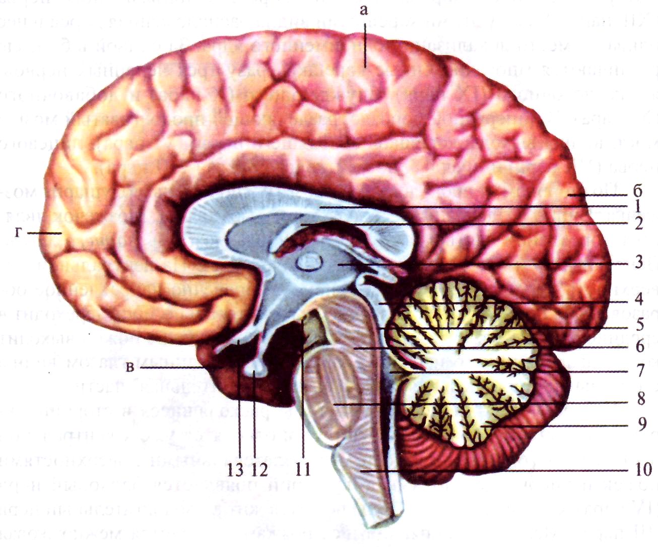 Головной мозг 7 класс. Сагиттальный разрез мозга. Срединный Сагиттальный срез головного мозга. Головной мозг сегментальный разренз. Саггмтальный разрез мозга.