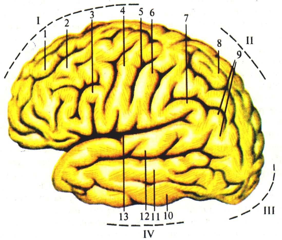 6 долей мозга. Доли борозды и извилины больших полушарий головного мозга. Борозды ВЕРХНЕЛАТЕРАЛЬНОЙ поверхности головного мозга. Доли,борозды, извилины полушарий головного мозга. Большой мозг борозды и извилины верхнелатеральная поверхность.