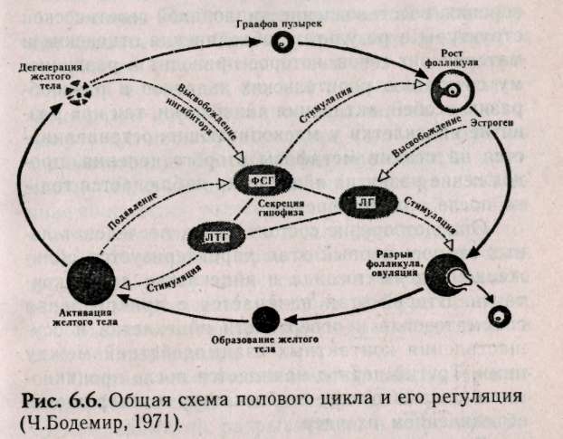 Мужской половой цикл. Механизм регуляции полового цикла. Мужской половой цикл его регуляция. Схема полового цикла. Общая схема полового цикла и его регуляция.
