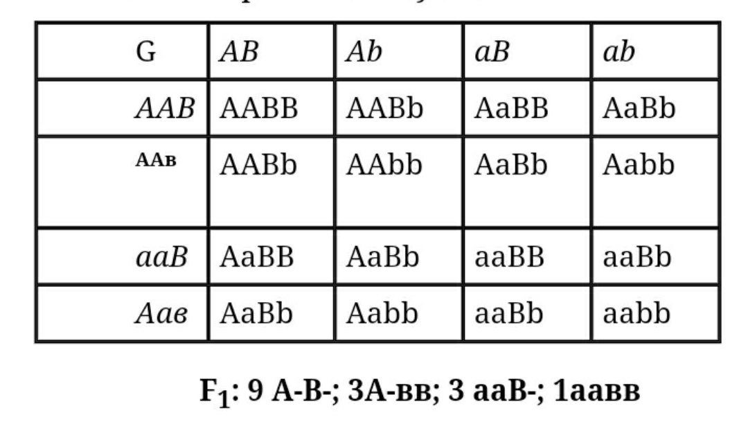 Какие гаметы образует генотип aabb. Схема AABB Х ААВВ иллюстрирует скрещивание. AABB AABB генотип. ААВВ ААВВ. Таблица AABB AABB.