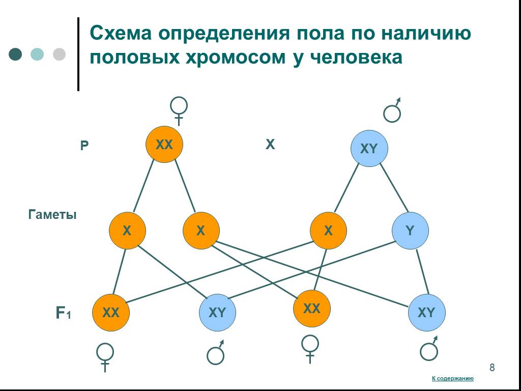 Схема определения пола