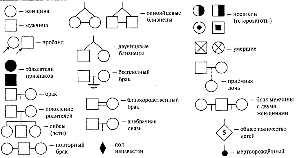 Как рисовать генеалогическое дерево генетика