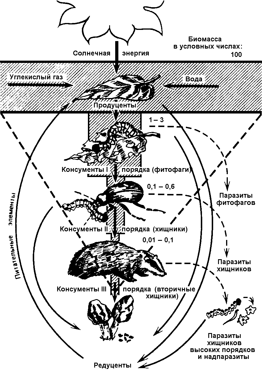 Лес консументы 2 порядка. Пищевая цепь продуценты консументы редуценты схема. Цепь питания продуценты консументы редуценты. Трофические уровни экосистемы редуценты. Структура экосистемы схема консумент.