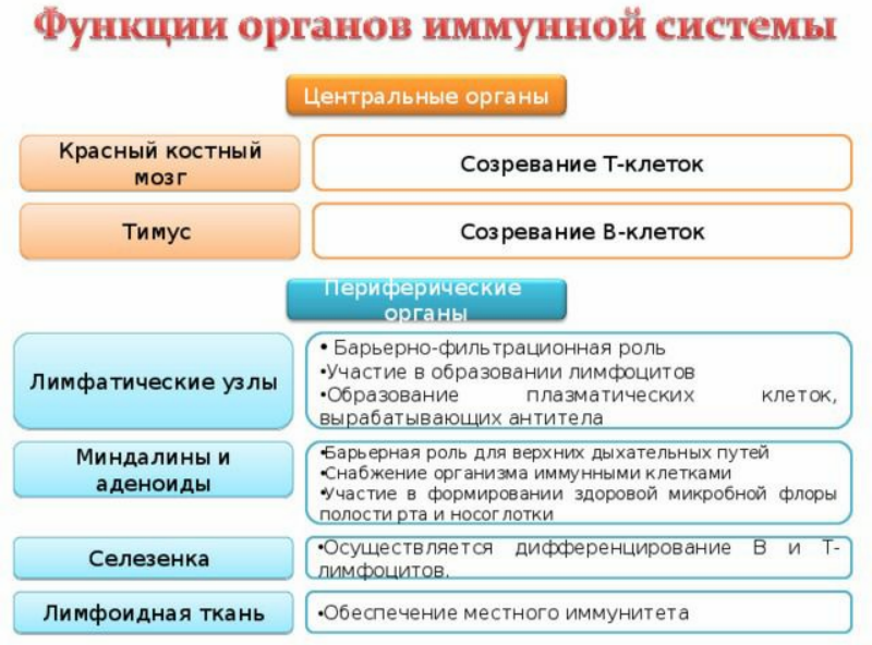 Иммунная система костный мозг. Центральные и периферические органы иммуногенеза. Центральные органы иммунной системы. Центральные органы кроветворения и иммуногенеза. Центральные органы иммунной системы таблица.