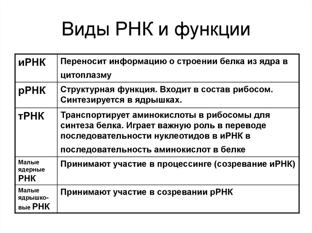 Характеристика ррнк. Основные типы РНК И их функции. Типы РНК. Функции различных типов РНК.. РНК строение структура функции. Функции и строение различных типов РНК.